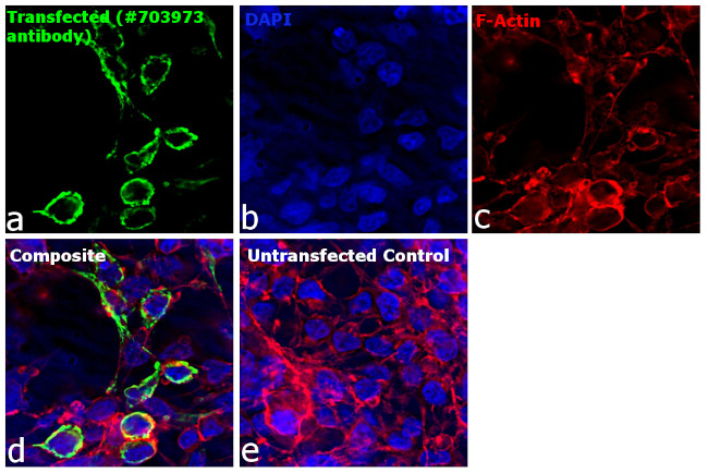 Human IgG Fab Secondary Antibody in Immunocytochemistry (ICC/IF)