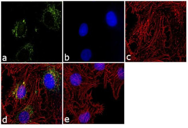 MTCO2 Antibody in Immunocytochemistry (ICC/IF)