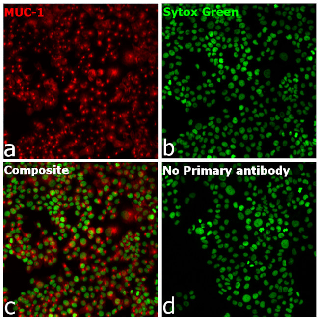 Human IgG (H+L) Secondary Antibody in Immunocytochemistry (ICC/IF)