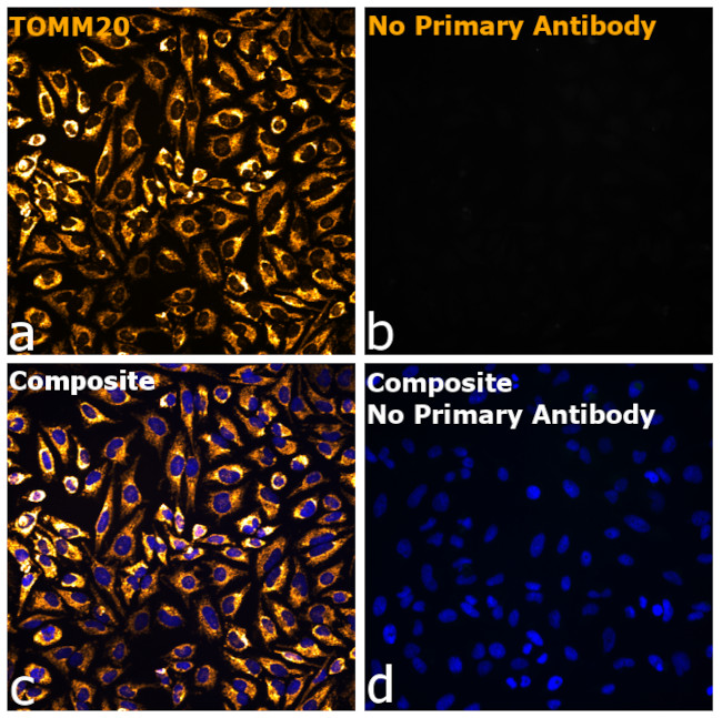 Rabbit IgG Fc Secondary Antibody in Immunocytochemistry (ICC/IF)