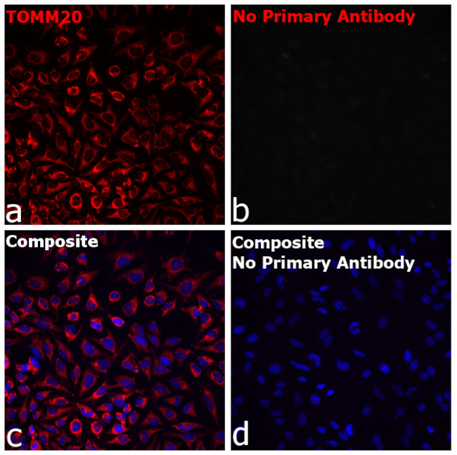 Rabbit IgG Fc Secondary Antibody in Immunocytochemistry (ICC/IF)