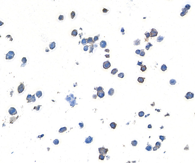 LAG3 Antibody in Immunocytochemistry (ICC/IF)