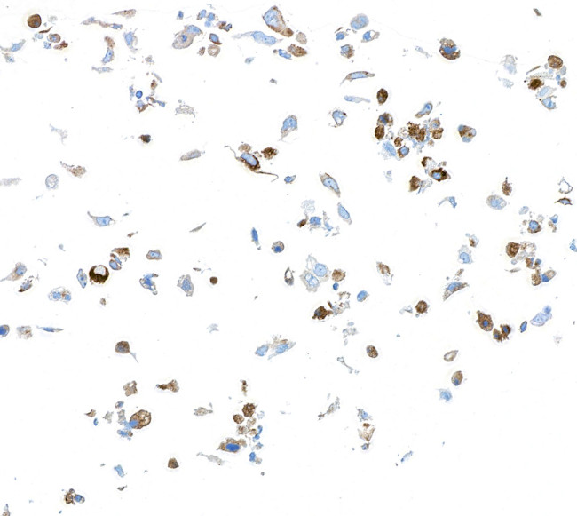 VISTA Antibody in Immunocytochemistry (ICC/IF)