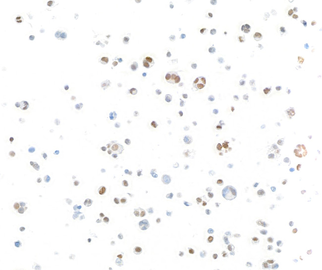 IRF1 Antibody in Immunocytochemistry (ICC/IF)