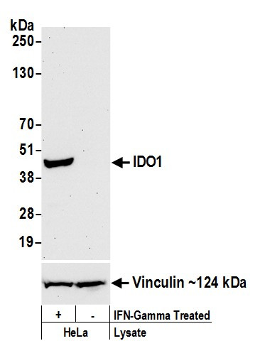 IDO1 Antibody in Western Blot (WB)