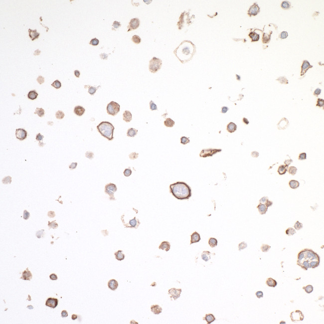 OX40/CD134 Antibody in Immunocytochemistry (ICC/IF)