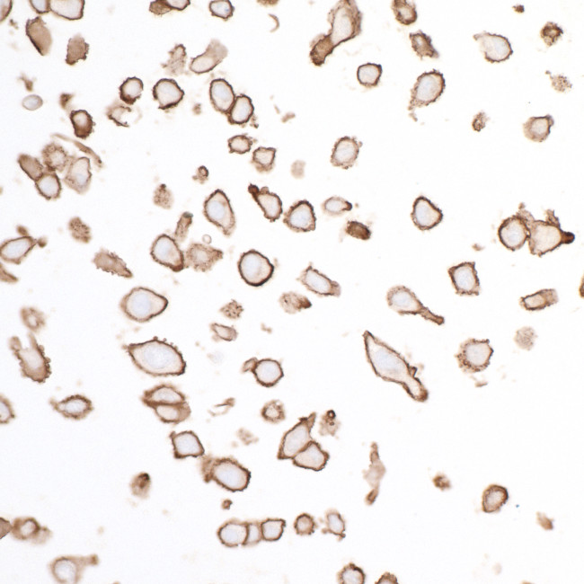 SIRP alpha Antibody in Immunocytochemistry (ICC/IF)