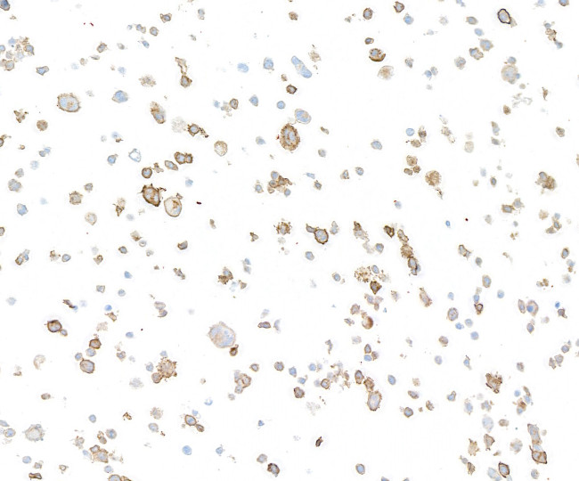 CD137 Antibody in Immunocytochemistry (ICC/IF)