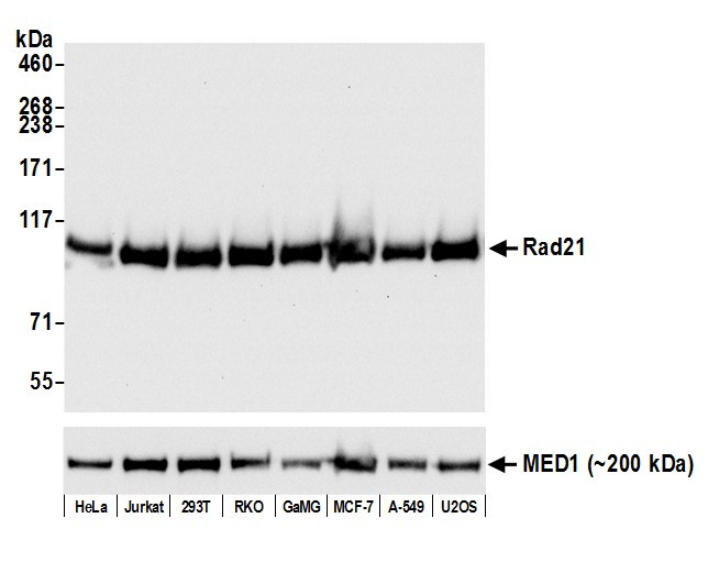 Rad21 Antibody in Western Blot (WB)
