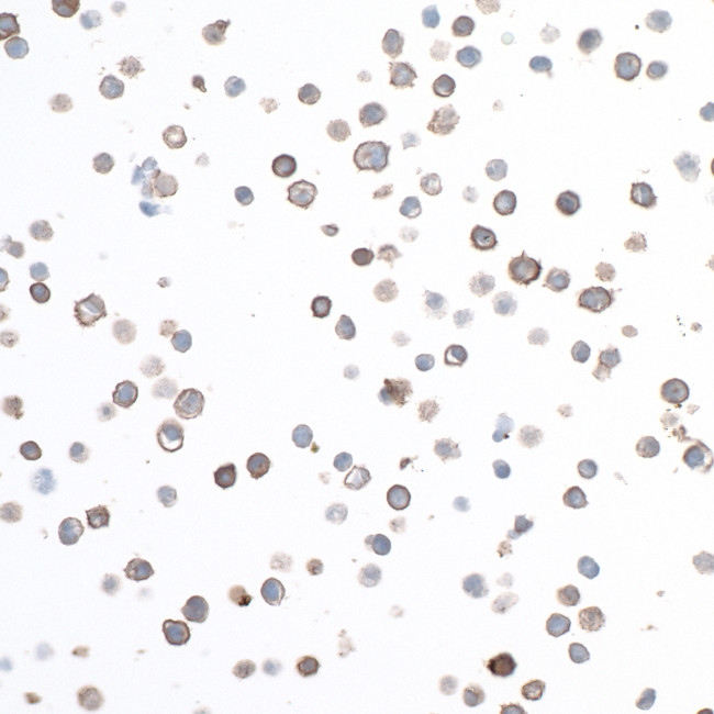 CD40 Antibody in Immunocytochemistry (ICC/IF)