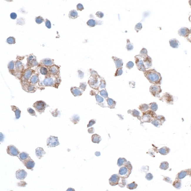 beta Actin Antibody in Immunocytochemistry (ICC/IF)