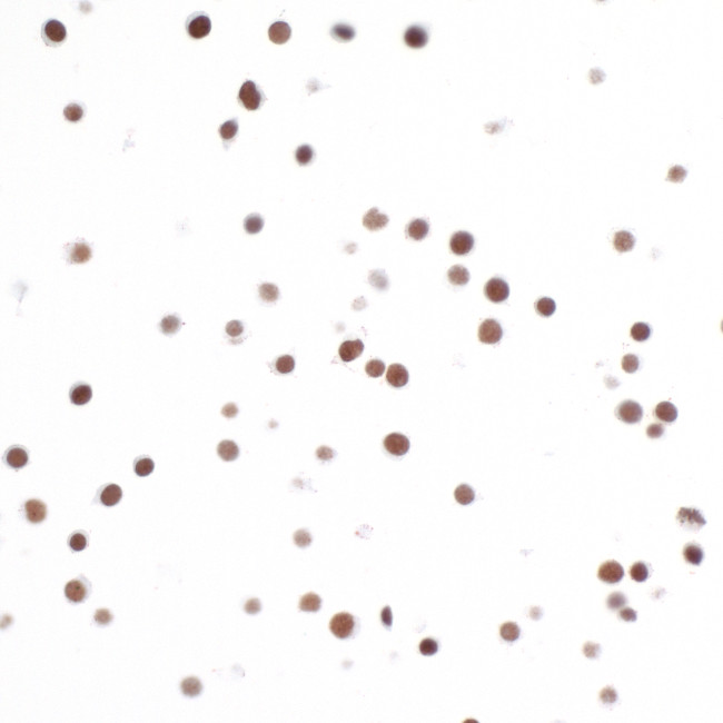 H2AX Antibody in Immunocytochemistry (ICC/IF)