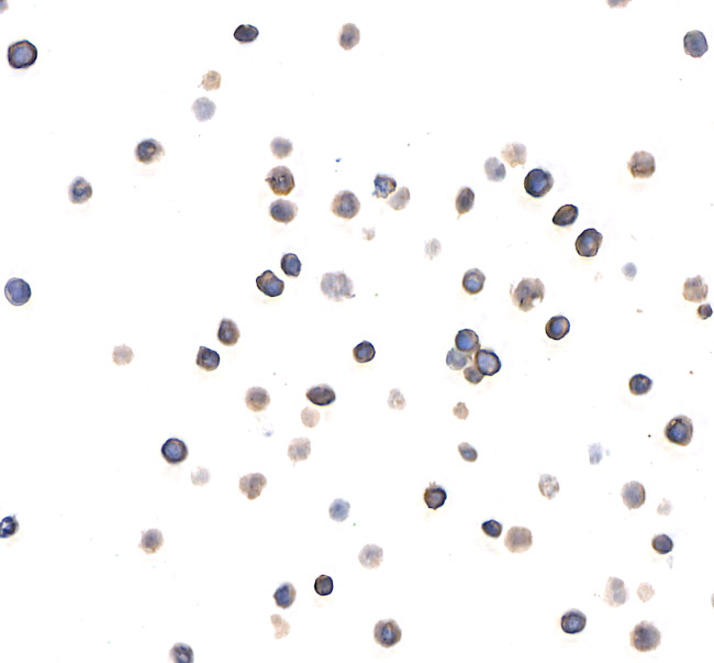 CD96 Antibody in Immunocytochemistry (ICC/IF)