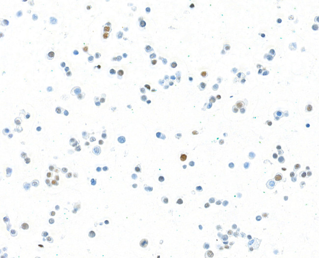 MafA Antibody in Immunocytochemistry (ICC/IF)