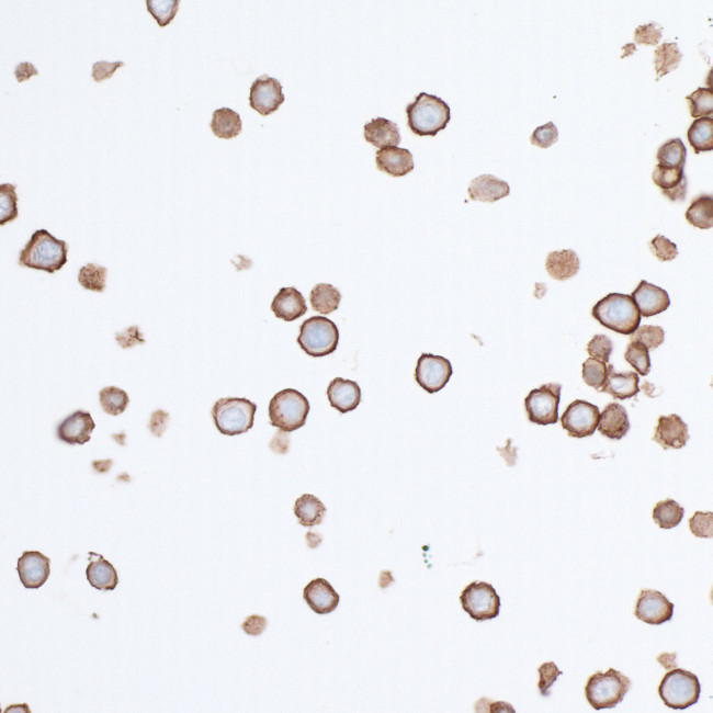 PVR/CD155 Antibody in Immunocytochemistry (ICC/IF)