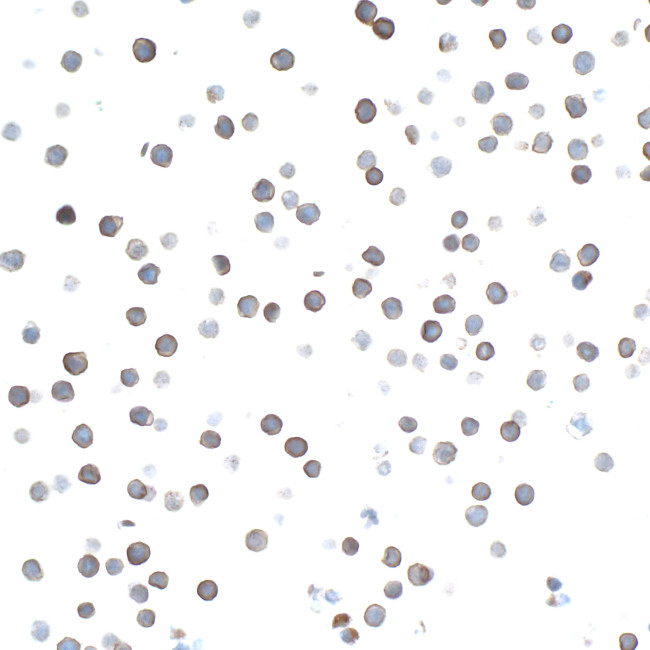 CD27 Antibody in Immunocytochemistry (ICC/IF)