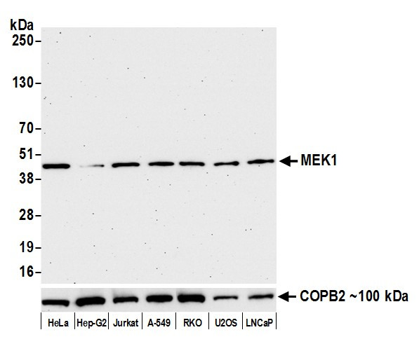 MEK1 Antibody in Western Blot (WB)
