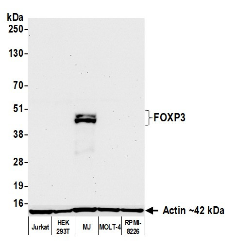 FOXP3 Antibody in Western Blot (WB)