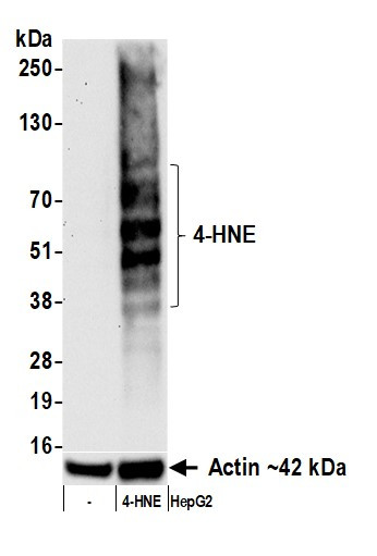 4-HNE Antibody in Western Blot (WB)