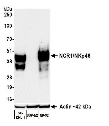 NCR1/NKp46 Antibody in Western Blot (WB)