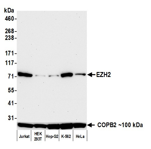 EZH2 Antibody in Western Blot (WB)