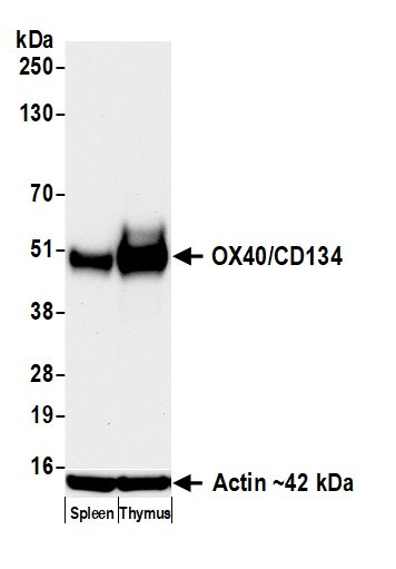 OX40/CD134 Antibody in Western Blot (WB)
