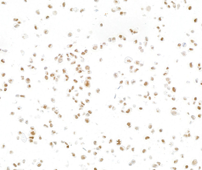 BAF57/SMARCE1 Antibody in Immunocytochemistry (ICC/IF)