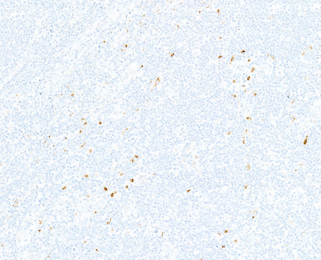 IL-10 Antibody in Immunohistochemistry (Paraffin) (IHC (P))