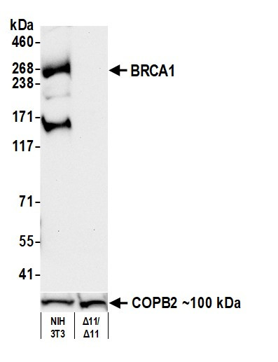 BRCA1 Antibody in Western Blot (WB)