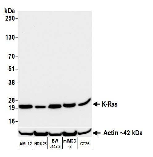 K-Ras Antibody in Western Blot (WB)