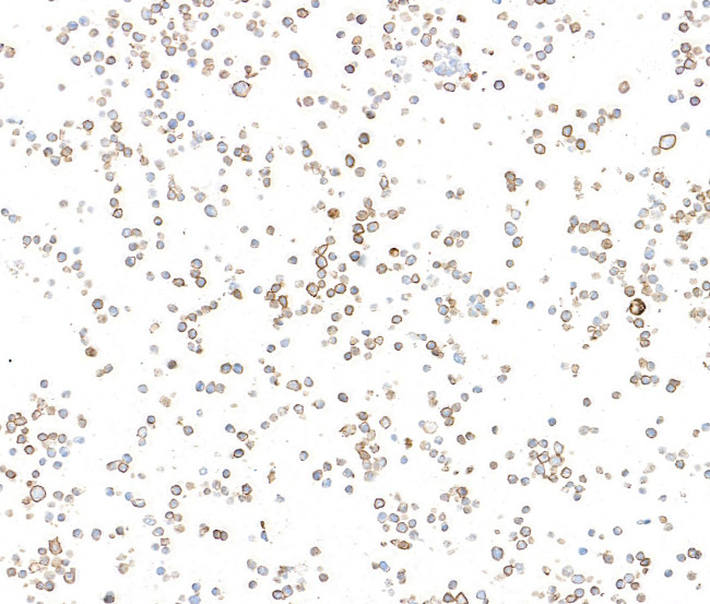 Biotin Antibody in Immunocytochemistry (ICC/IF)