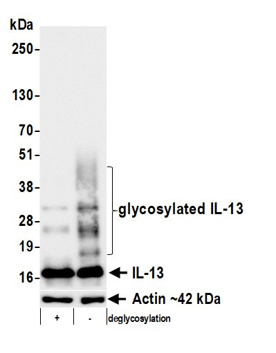 IL-13 Antibody in Western Blot (WB)