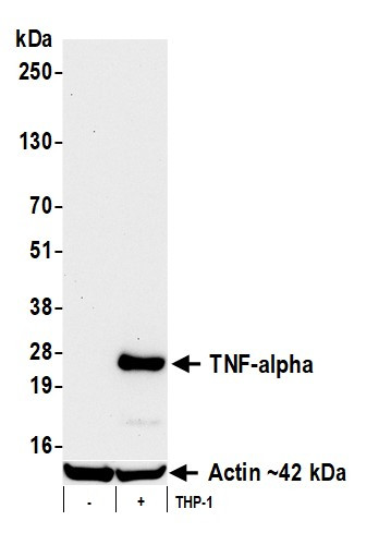 TNF-alpha Antibody in Western Blot (WB)