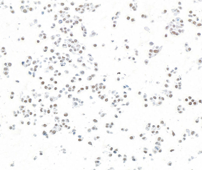 ZC3H4 Antibody in Immunocytochemistry (ICC/IF)