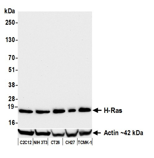 H-Ras Antibody in Western Blot (WB)