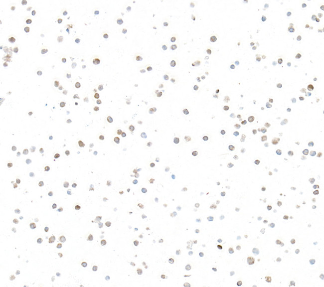 c-Rel Antibody in Immunocytochemistry (ICC/IF)