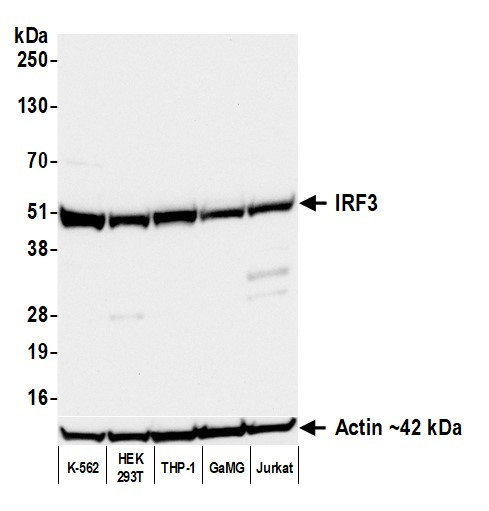 IRF3 Antibody in Western Blot (WB)