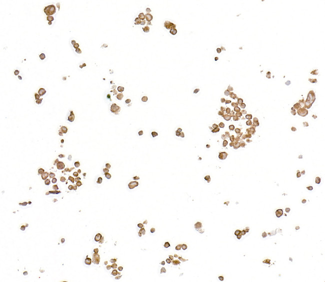 NF-kappaB1 (p105) Antibody in Immunocytochemistry (ICC/IF)