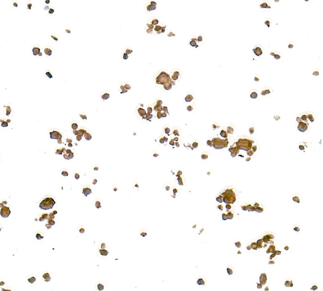 NF-kappaB1 (p105/p50) Antibody in Immunocytochemistry (ICC/IF)