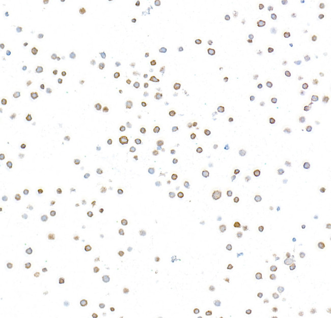 NF-kappaB2 (p100) Antibody in Immunocytochemistry (ICC/IF)