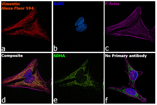Chicken IgY (H+L) Highly Cross Adsorbed Secondary Antibody in Immunocytochemistry (ICC/IF)