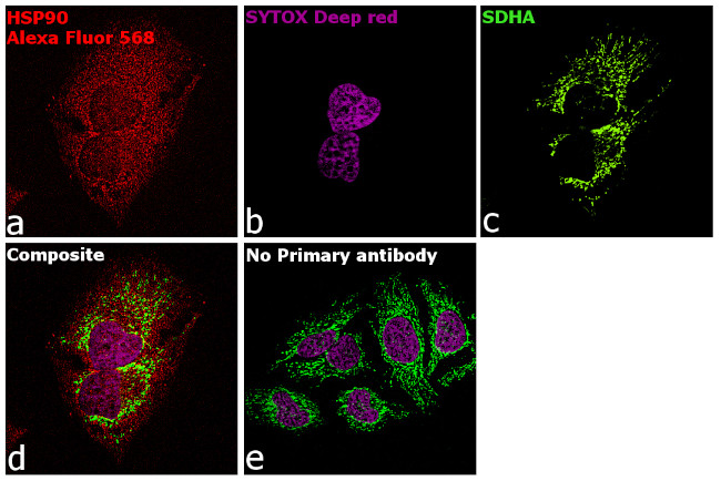 Rabbit IgG Fc, Cross-Adsorbed Secondary Antibody in Immunocytochemistry (ICC/IF)