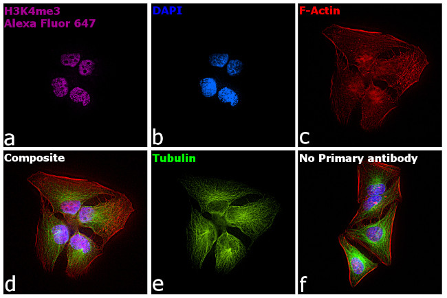 Rabbit IgG Fc, Cross-Adsorbed Secondary Antibody in Immunocytochemistry (ICC/IF)