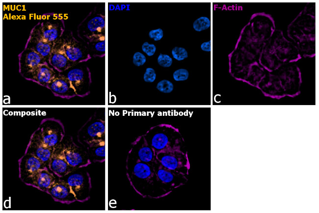 Armenian Hamster IgG (H+L) Highly Cross-Adsorbed Secondary Antibody in Immunocytochemistry (ICC/IF)