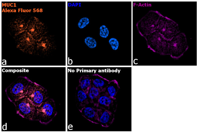 Armenian Hamster IgG (H+L) Highly Cross-Adsorbed Secondary Antibody in Immunocytochemistry (ICC/IF)