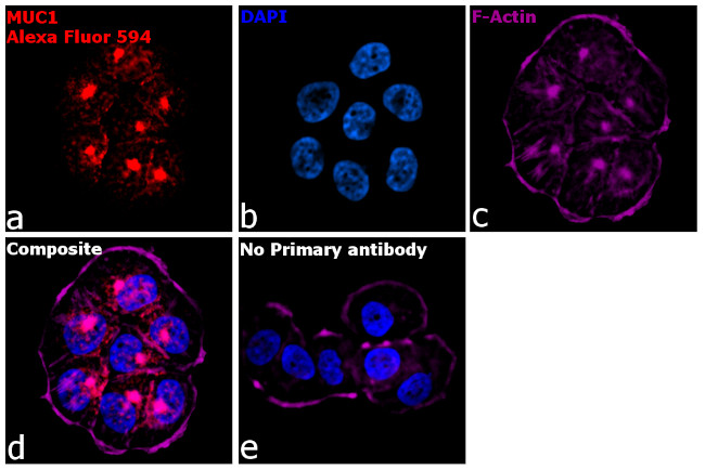 Armenian Hamster IgG (H+L) Highly Cross-Adsorbed Secondary Antibody in Immunocytochemistry (ICC/IF)