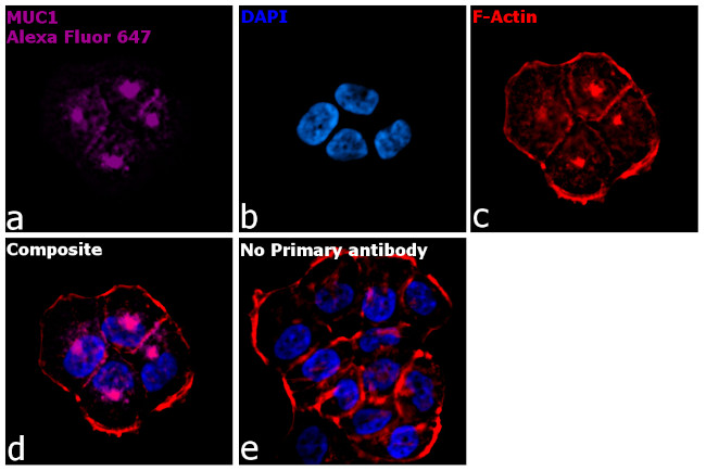 Armenian Hamster IgG (H+L) Highly Cross-Adsorbed Secondary Antibody in Immunocytochemistry (ICC/IF)