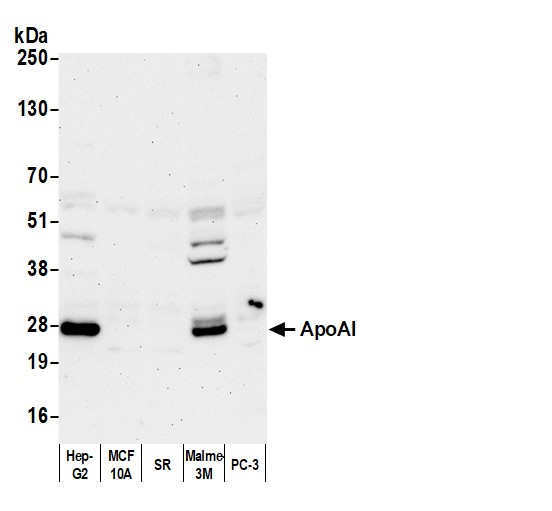 ApoAI Antibody in Western Blot (WB)