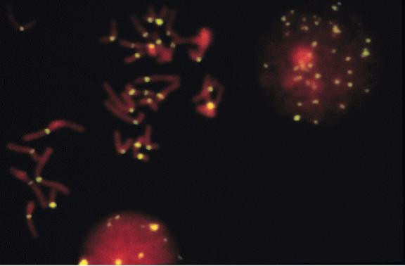 Fluorescein/Oregon Green Antibody in Immunocytochemistry (ICC/IF)