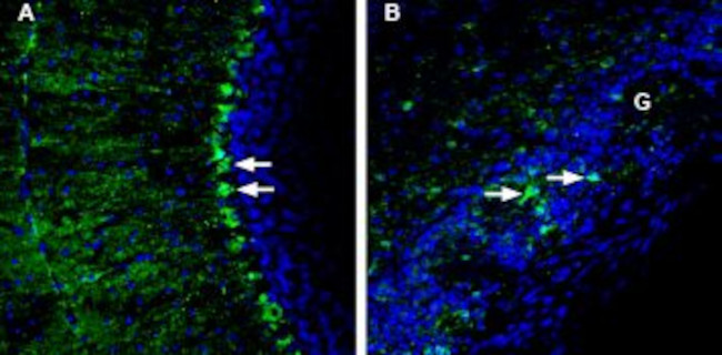 LRRC8A (extracellular) Antibody in Immunohistochemistry (Frozen) (IHC (F))